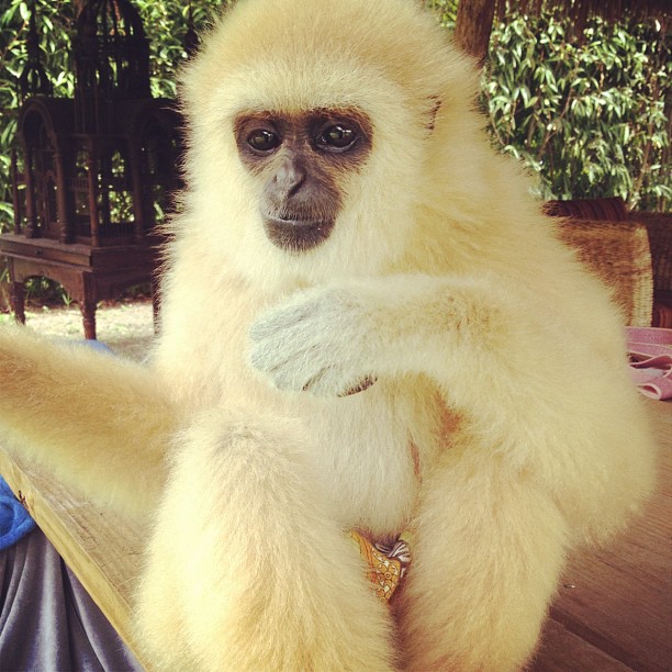Oh hello! #zoologicalwildlifefoundation.com...
