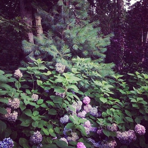 Thank you for a beautiful day, Hamptons!...