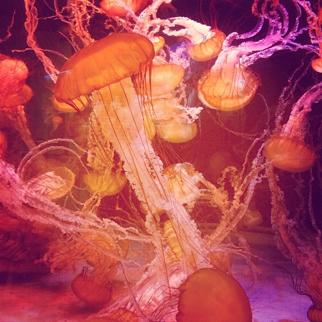 Aquarium magic....