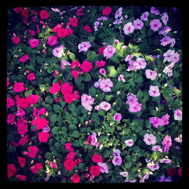 Pink and purple...