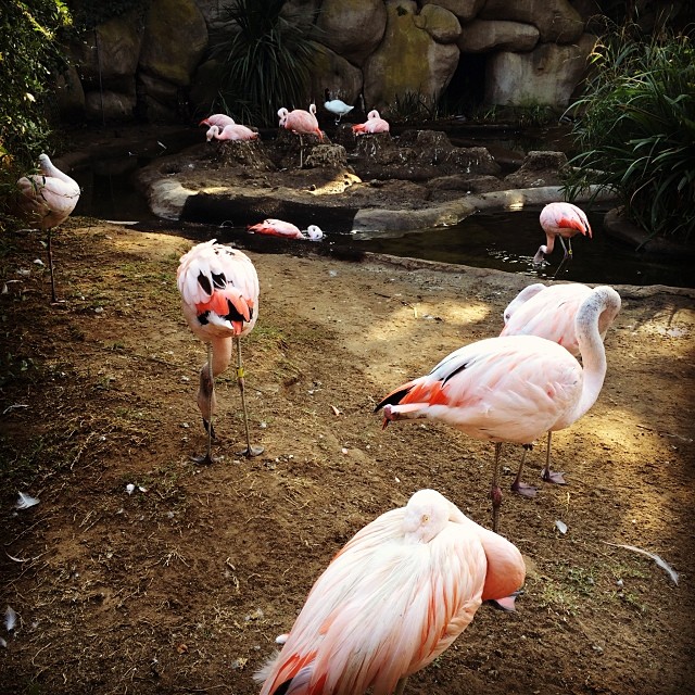 ZOO!!...