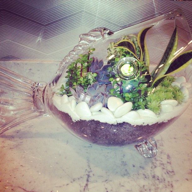 My fish. @plantperfect...