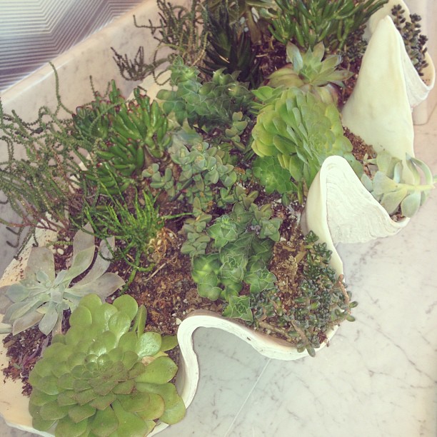 Succulent party....