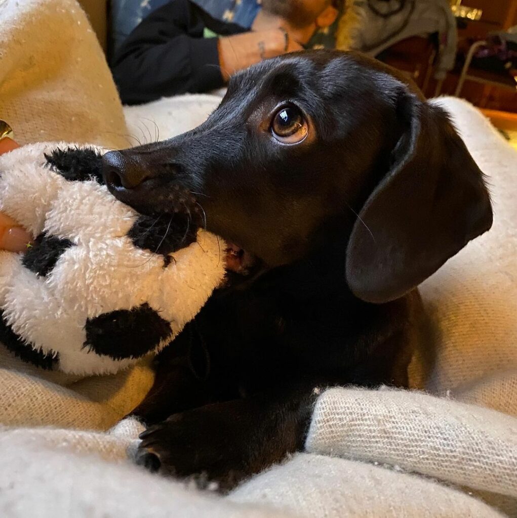 miii son Dexter is the poster child for puppy dog eyes ...