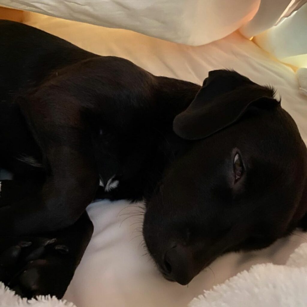 sleepy Dexter & some other memories from this year ...