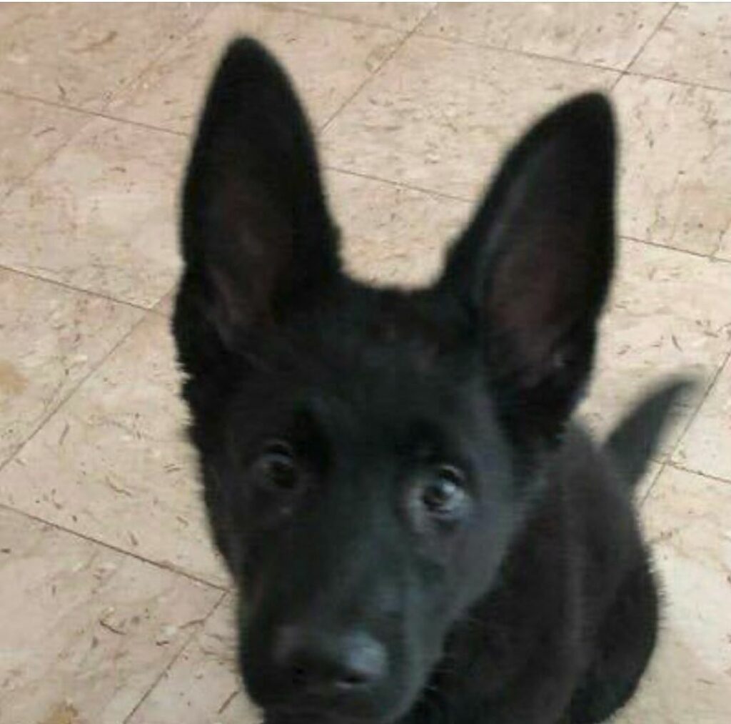 enjoy this pic of baby Thunder, i felt like it was selfish to keep it all to mys...