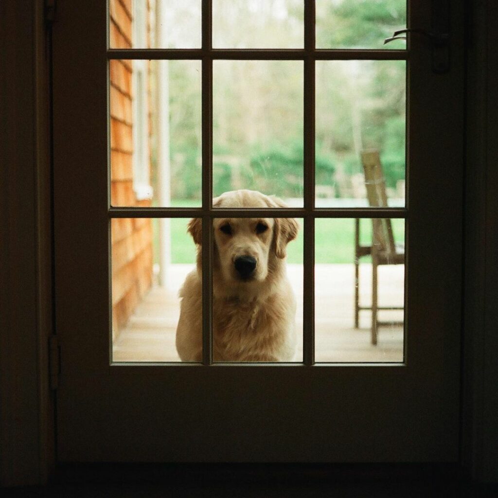 Hey guys so our dog Tarzan is growing up faster than we thought and has made his...