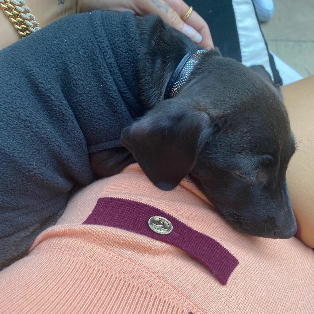 Dexter is 1⃣ today  smallest guard dog in the  our tiniest companion!! Li...