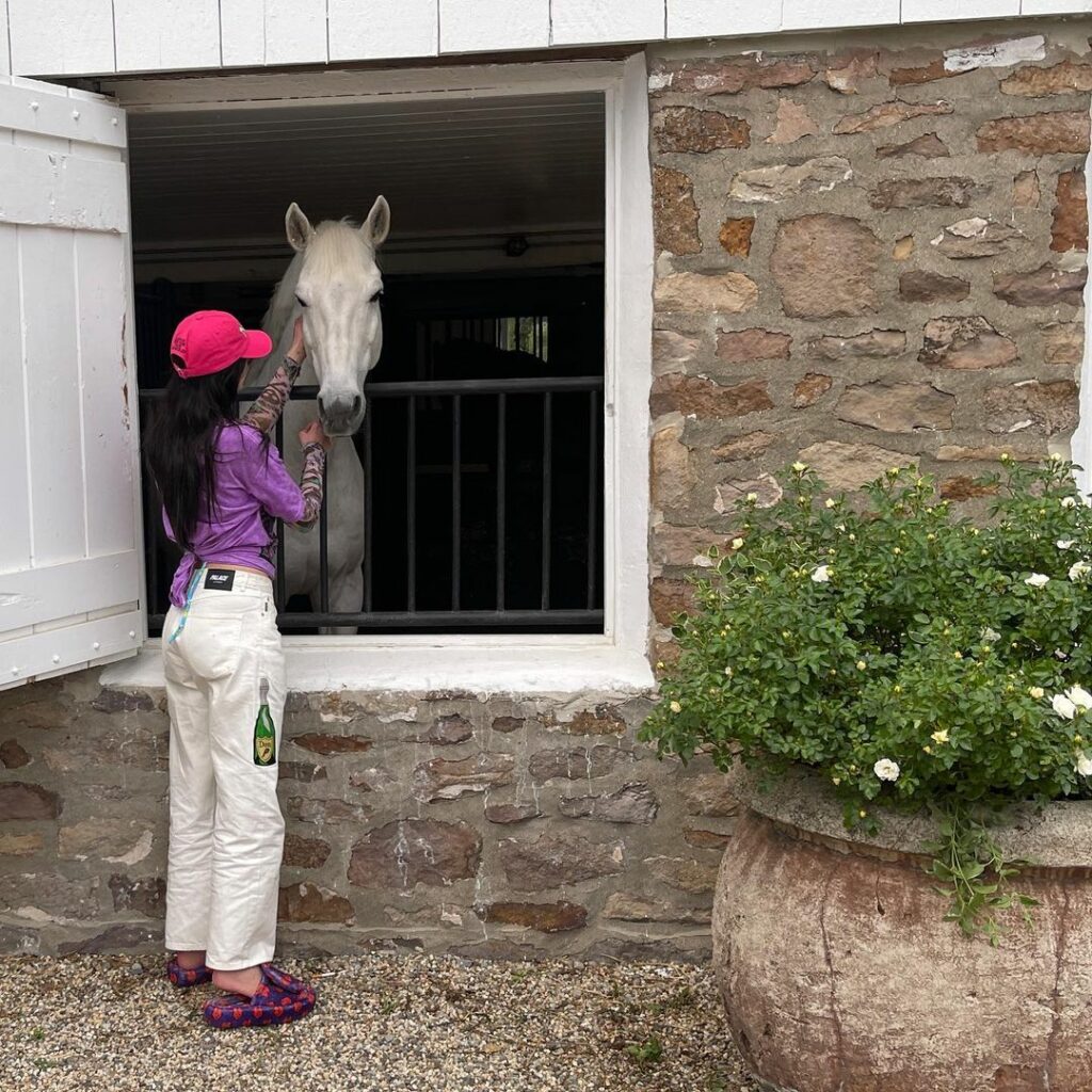 ‍ animal kingdom ‍ ...