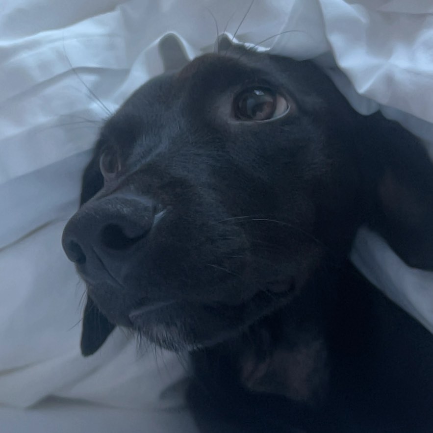 mi son - Dexter. that is all ...