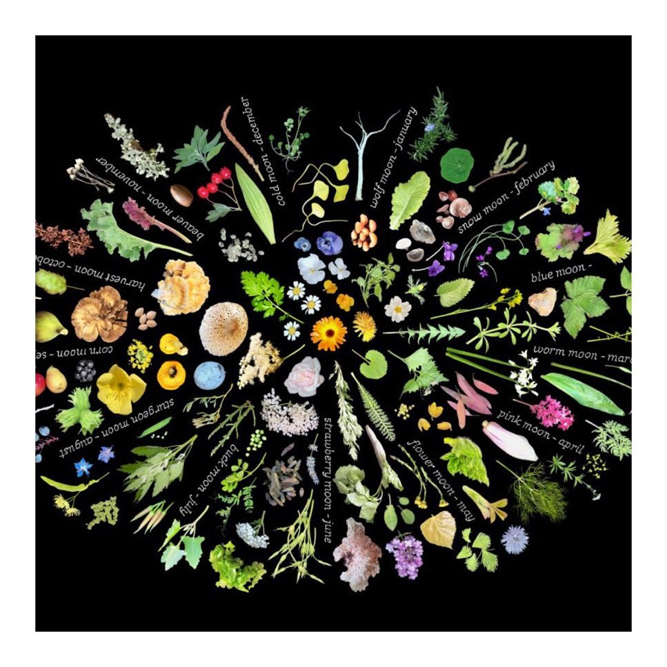 "Weeds By The Moon, by Rachel Pimm presents an ongoing collection of images of e...