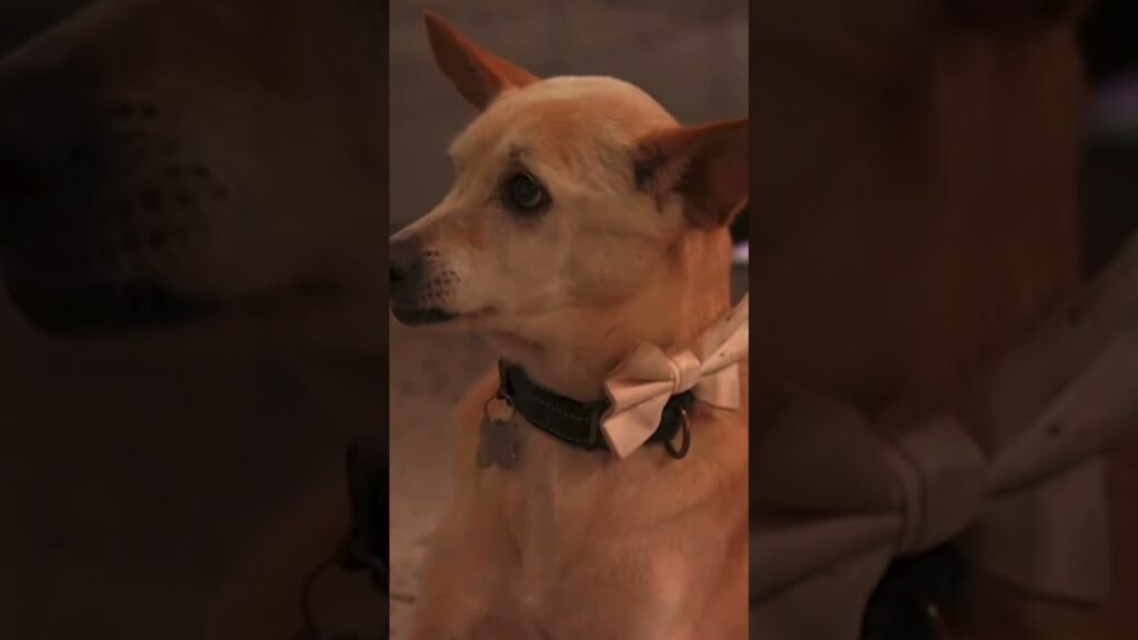 Drew Barrymore’s dog Douglas Derails Eva Mendes Interview As He Chews On The Star’s Dress #shorts Drew Barrymore's dog Douglas Derails Eva Mendes Interview As He Chews On The Star's Dress #shorts