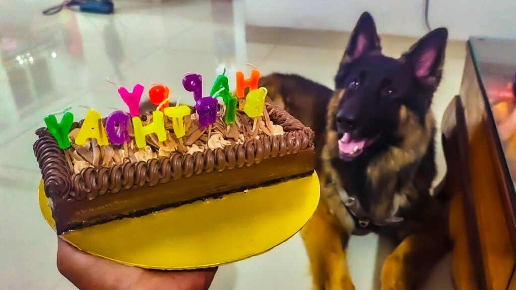 German Shepherd Funny Reaction On Birthday Cake | Funny Dog Reacts | Dog Video| Funny | Comedy German Shepherd Funny Reaction On Birthday Cake | Funny Dog Reacts | Dog Video| Funny | Comedy