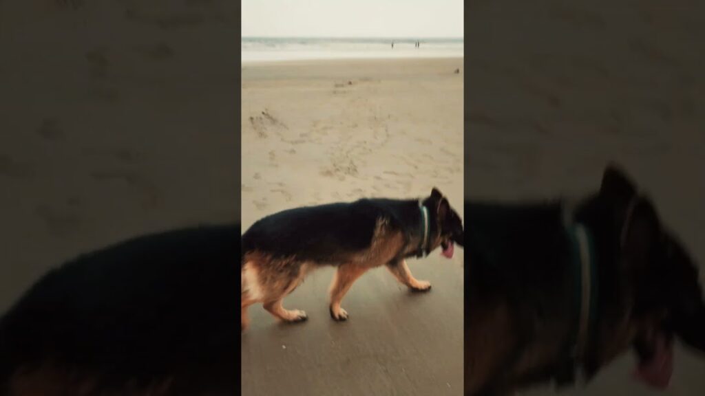 πΌ#dog #germanvsrottwiller #pitbull #rottweiler #shorts #youtubeshorts #trending #shortvideo #short πΌ#dog #germanvsrottwiller #pitbull #rottweiler #shorts #youtubeshorts #trending #shortvideo #short