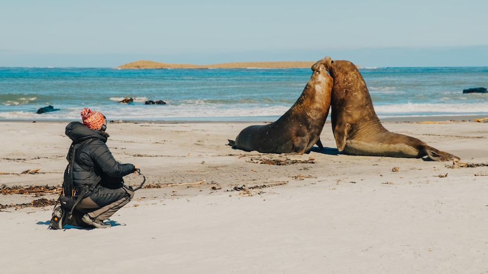 On the Apple TV documentary Earthsounds, Elle Williams was tasked with capturing the sounds of elephant seals in their natural habitat.