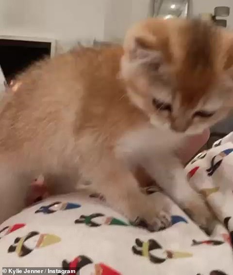 In the footage, her furry addition can be seen resting on top of her as she laid down in front of a fireplace next to Stormi