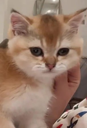 The kitten lives with a makeup mogul