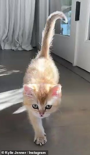 Adorable: She has yet to reveal the breed or name of her furry addition