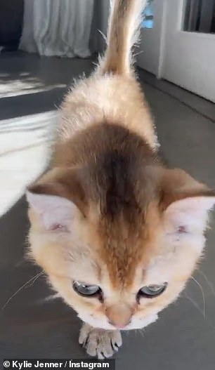 Meow! Kylie has been sharing pictures and videos of her new pet