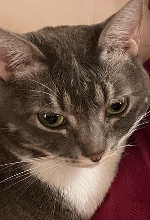 This cat shares an apartment with a talk show host
