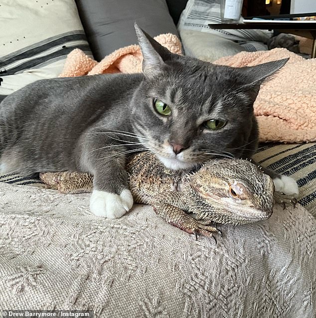 'A kitty that loves a Lizard? That¿s Special,' wrote one follower. 'The cat and lizard (smiley face) Animals get along better than most humans,' commented another