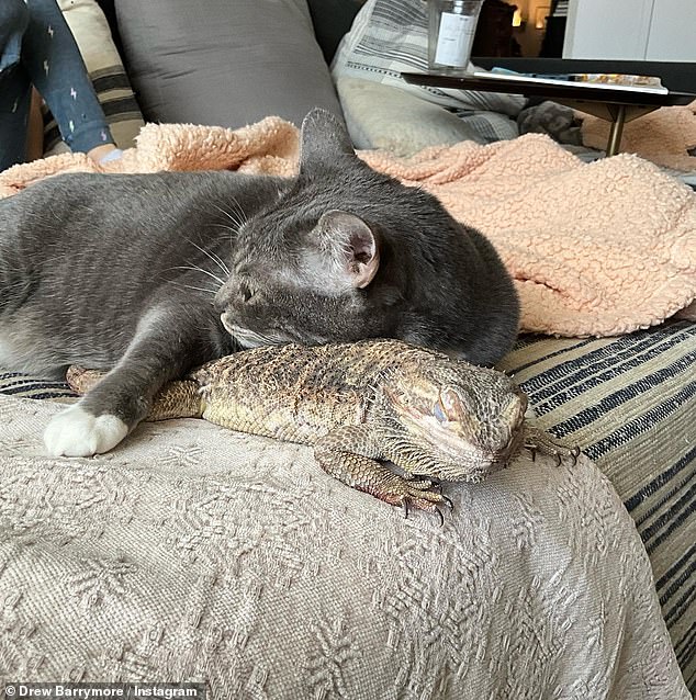 The photos that received the most attention were of the odd couple, Lucky and bearded dragon, Jeremy. On a 2021 episode of the Drew Barrymore Show, the host revealed the two are 'besties'