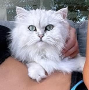 This white fuzzball is an Instagram star