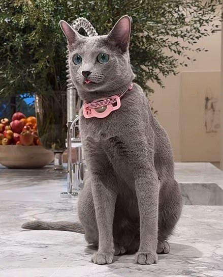 Khloe Kardashian fans noticed something unusual about her cat Grey in a new photo shared to Insta Stories on Thursday. And it was not how the animal had its tongue partially sticking out or that is was sitting on a kitchen counter