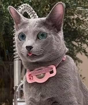 Who owns this gray cat?