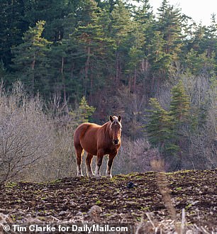 In the woods where Chalamet and his sister would play is dominated by wild horses who roam the countryside