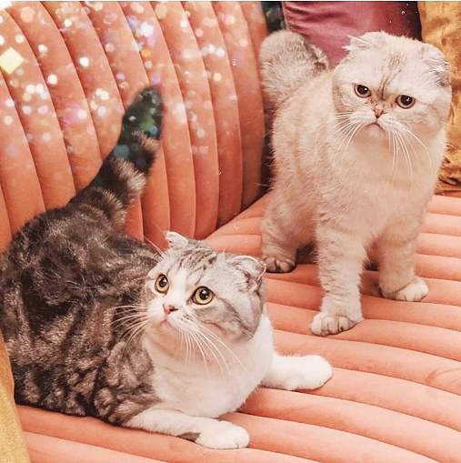 Here two of her cats posed for an Instagram photo