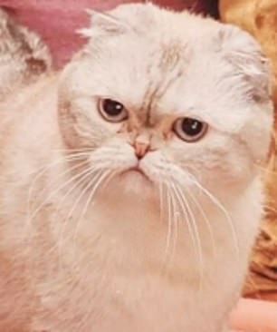 A beige kitty
