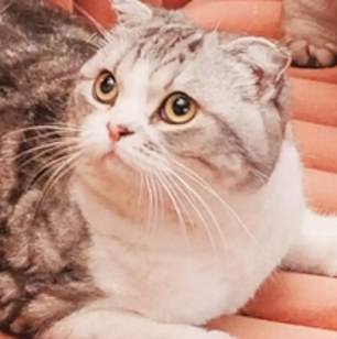This small eared cat has an owner who is a singer