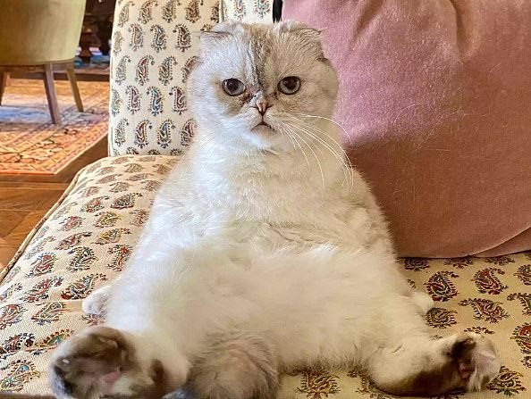This relaxed photo of Olivia with her legs and arms down became world famous