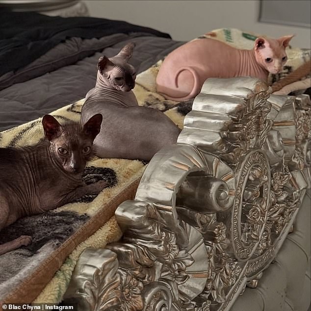 Blac Chyna - who used to be engaged to Rob Kardashian - gave a look at her three little kitty cats on Instagram. The animals had no fur. Hairless cats are called The Sphynx cat