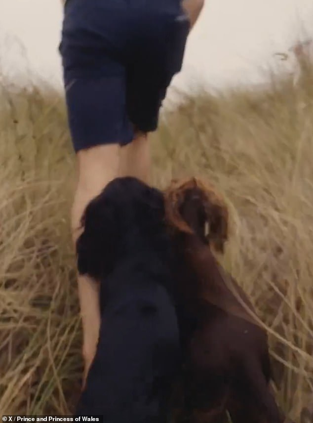 William traipsed through long grass barefoot with both pooches in tow, as they excitedly jumped up on his leg, whilst wagging their tails