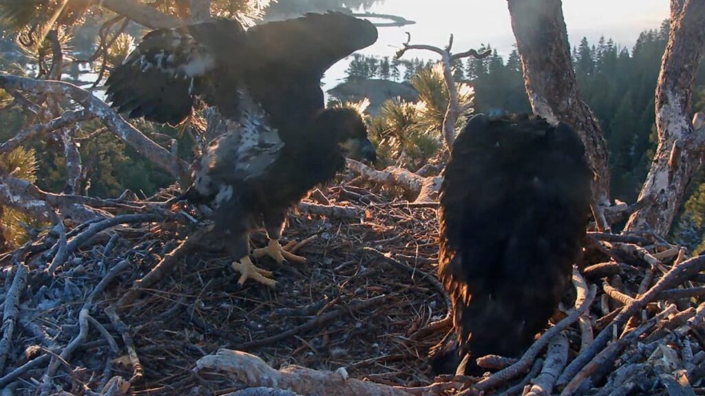 Celebrity eaglets Sunny, Gizmo growing up fast on internet livestream