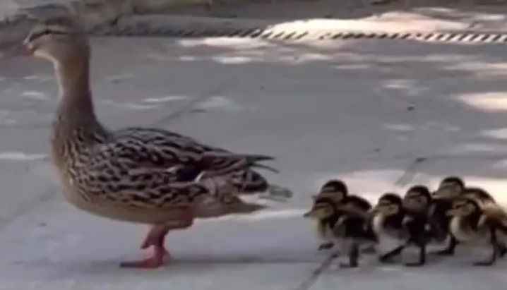 Mother duck leading ducklings across a paved path.