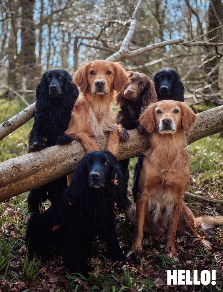 James' cocker spaniels, Luna, Inca, Zulu, Nala, Mabel, and Isla. 
