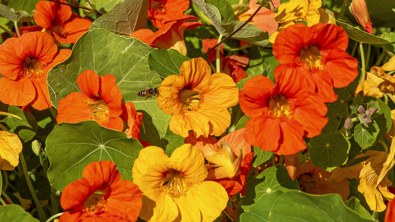 A bee is flying through a bed of red and yellow nasturtiums.