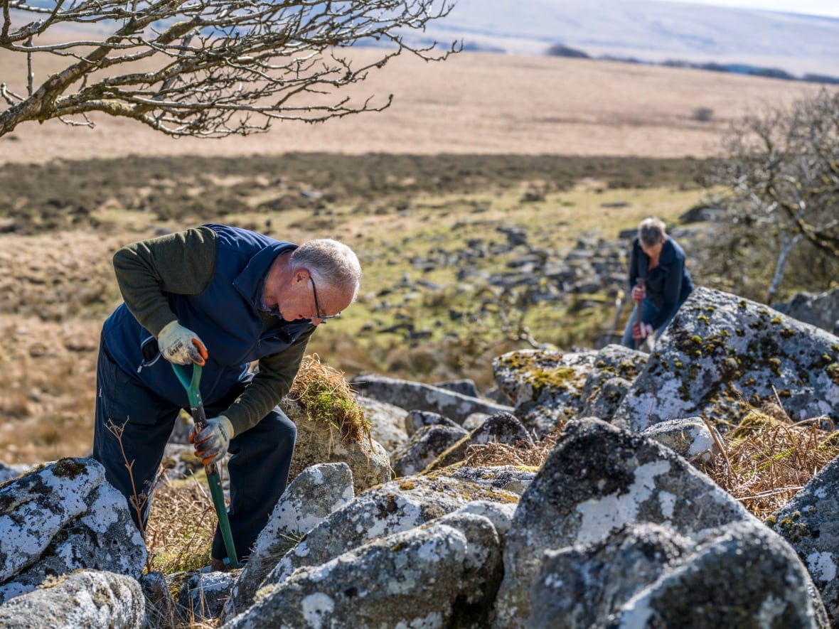 Two people plant tree saplings near large rocks.