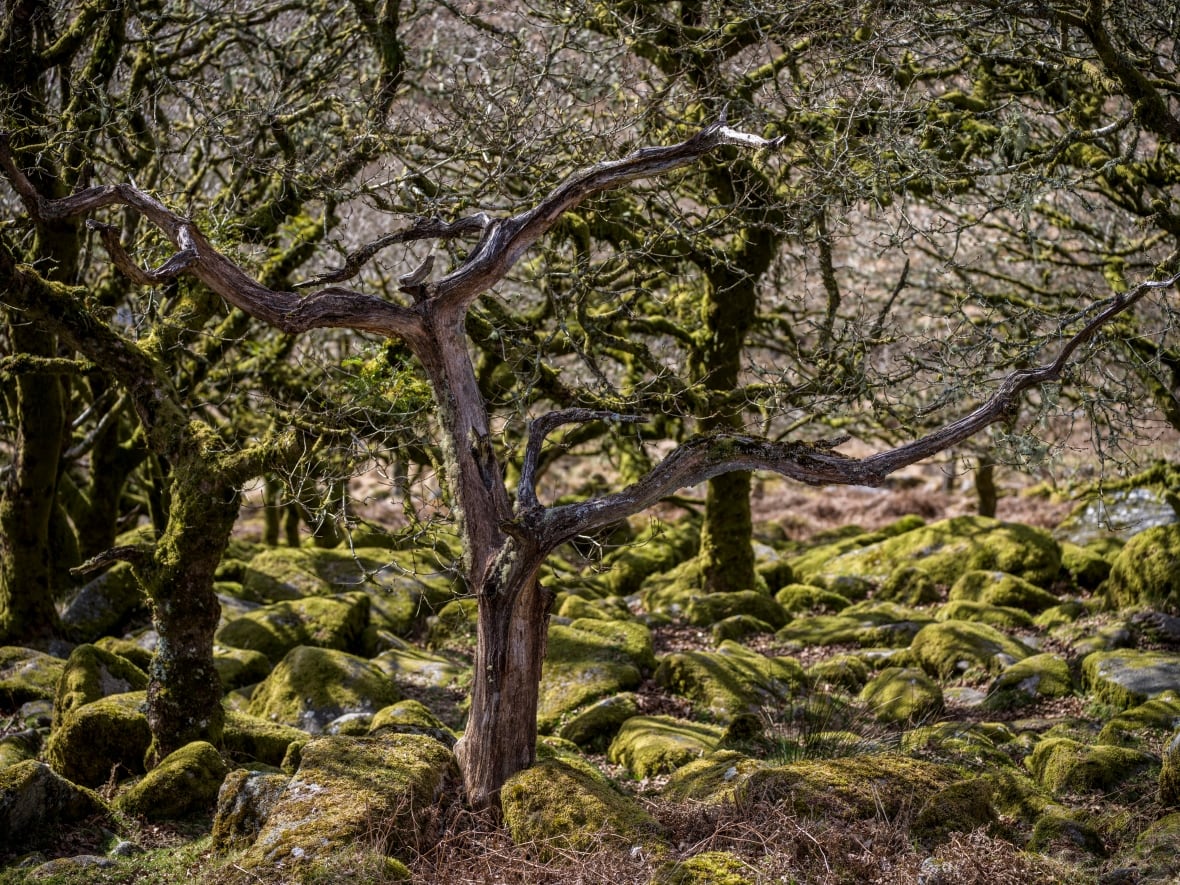 Old trees stand among moss-covered rocks.