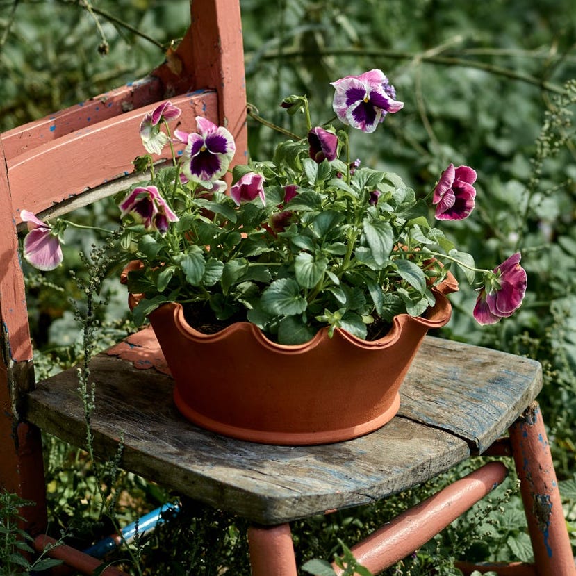 Eden Terracotta Pot, Low