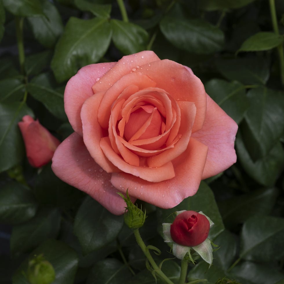 Rosa 'Catherine's Rose'