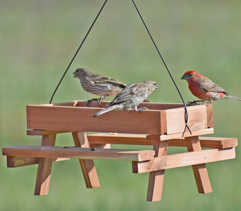 Cedar Picnic Table Bird Feeder