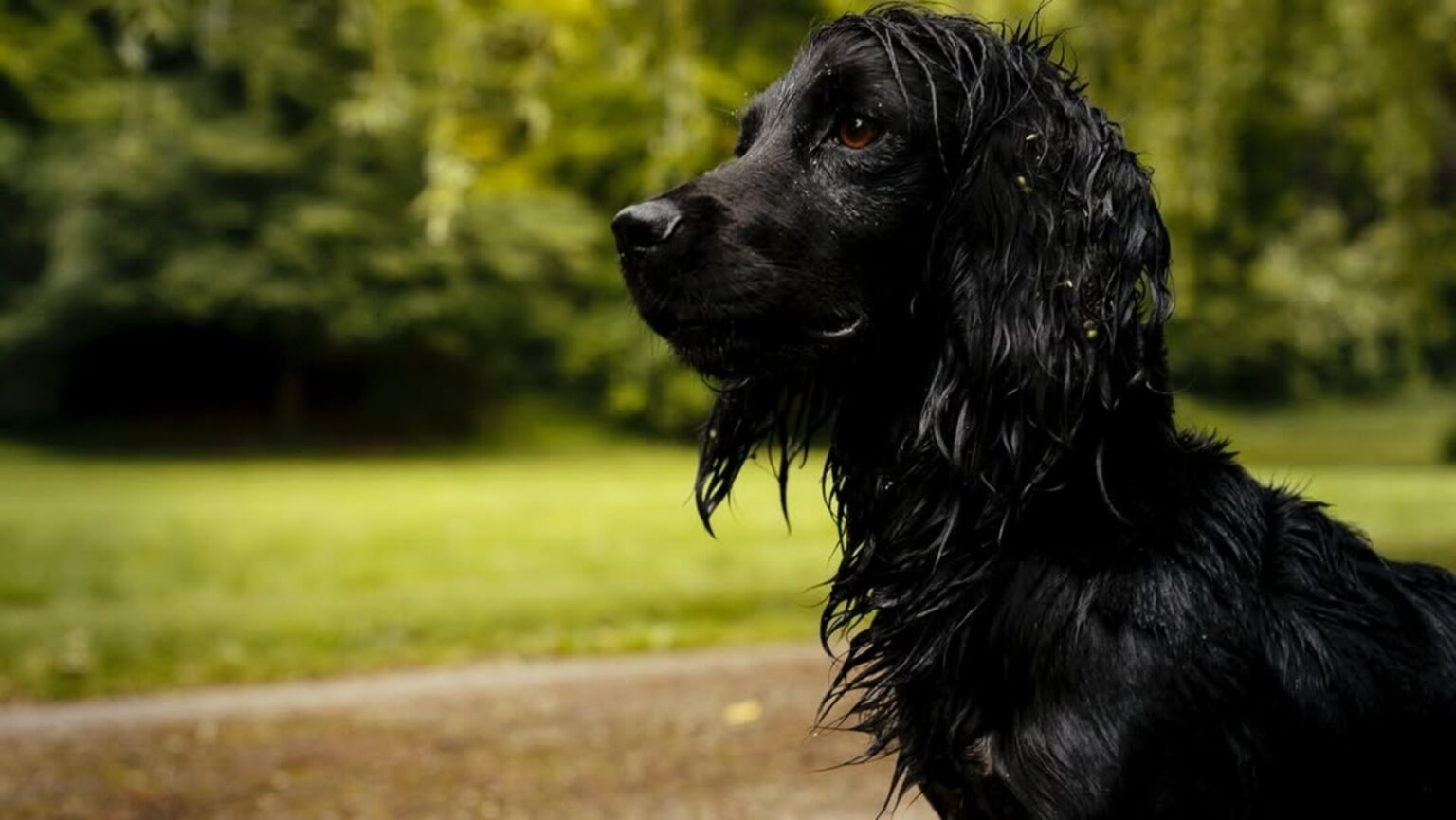 Kate Middleton, Prince William’s family expanded with pet dog’s new puppies | World News Kate Middleton, Prince William's family expanded with pet dog's new puppies | World News