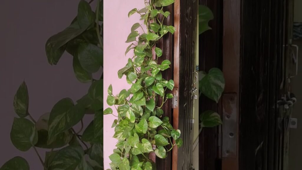 Eva dalgona cracked #shorts #home  #garden #gardening #plants #green
