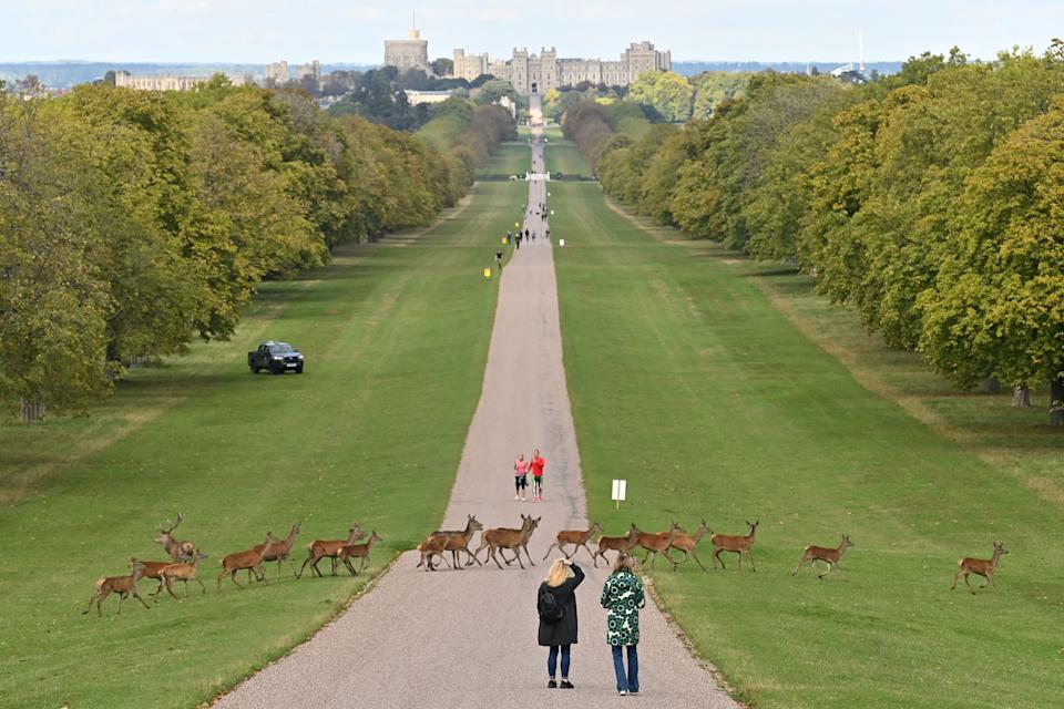Deer crossing the Long Walk in front of Windsor Castle