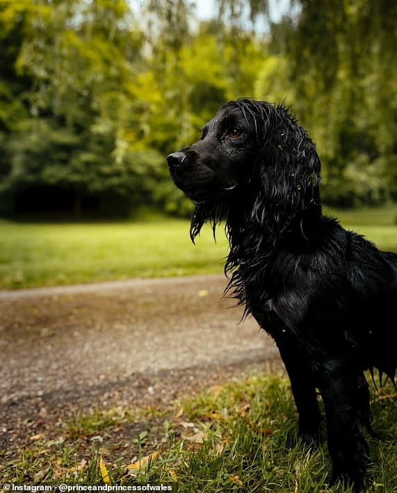Cocker spaniel Orla joined the Wales family in 2020 as a gift from Kate's brother James Middleton, who is well known for breeding dogs