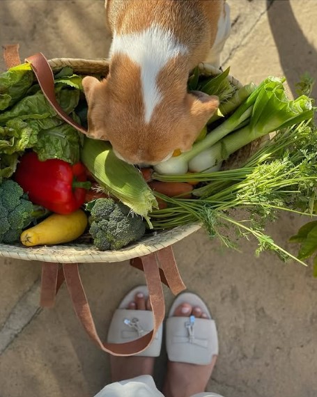 Beagle sniffing a basket of fresh produce.